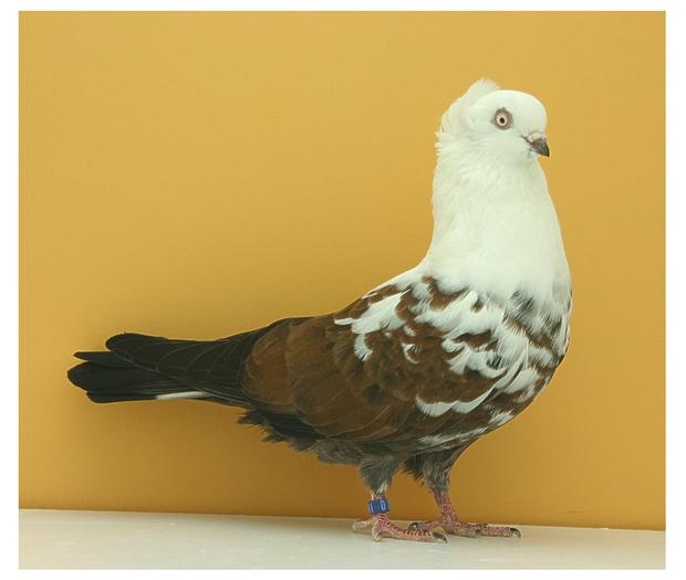 Europa Champion 2007