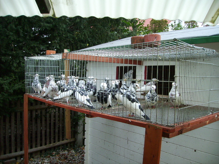  - Jucatori pestrit-baltati de Satu-Mare-spangled magpie Purzler of Satu-Mare-Satmari babos Buko