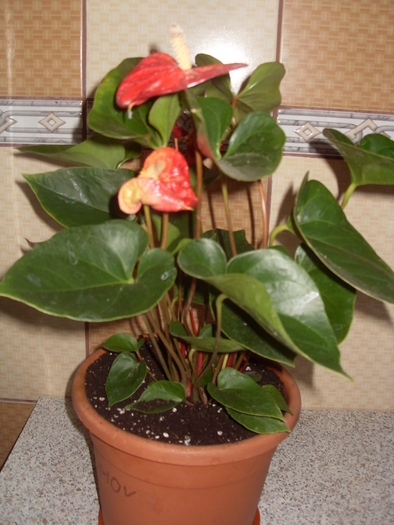 SDC17759 - ANTHURIUM floarea flamingo