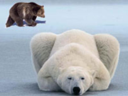 When-a-Polar-Bear-Mates-with-a-Grizzly-Bear-2 - ursi