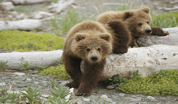 brown-bear-2 - ursi