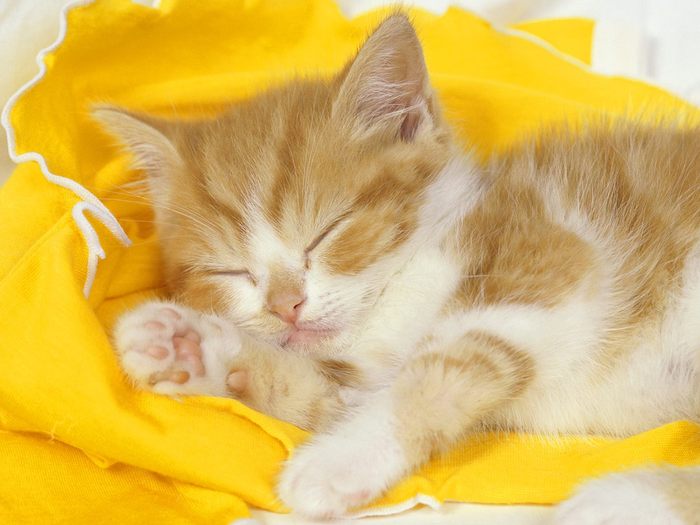Pisica Somnoroasa Poze Pisici Imagini Pisicute Wallpapers - animale somnoroase
