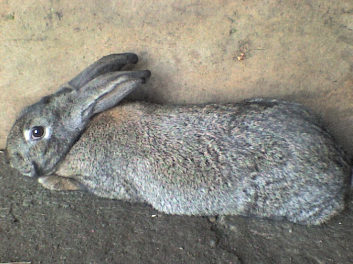 urias gri german       F3