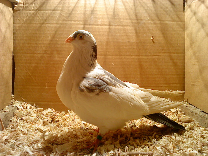 Data la Ovidiu Mh-V - D- Porumbei JUCATORI DE GALATI VANDUTI Album 1