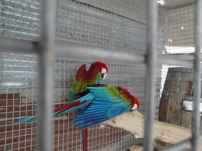 IMG_0513 - ARA macaw