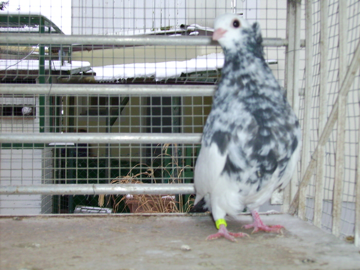  - Jucatori pestrit-baltati de Satu-Mare-spangled magpie Purzler of Satu-Mare-Satmari babos Buko