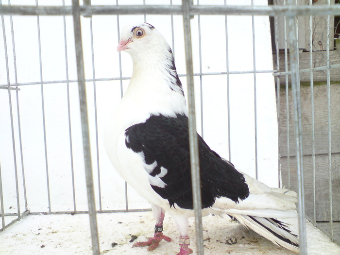 m de la calin mocanu - poze noi femele