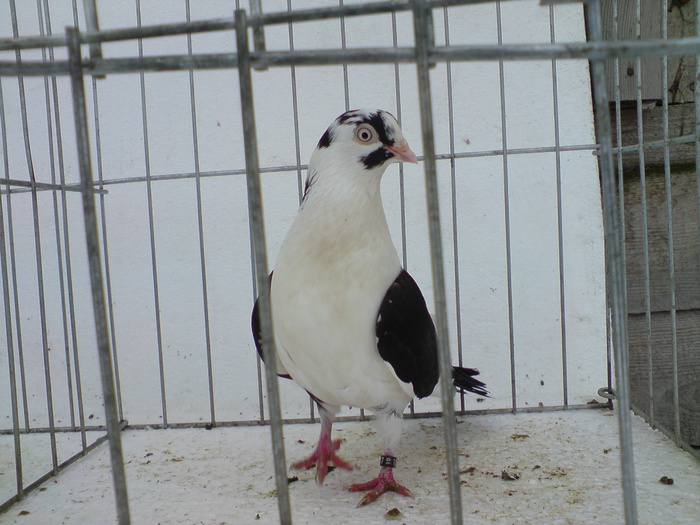 DSC01015 - poze noi femele