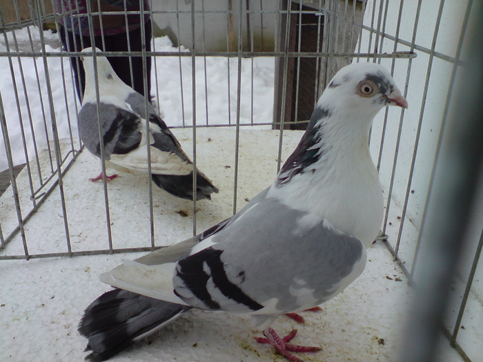 DSC01032 - poze noi femele