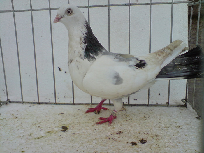 de la calin puda calina