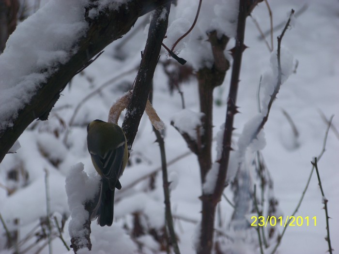 100_7706 - Iarna 2010  2011