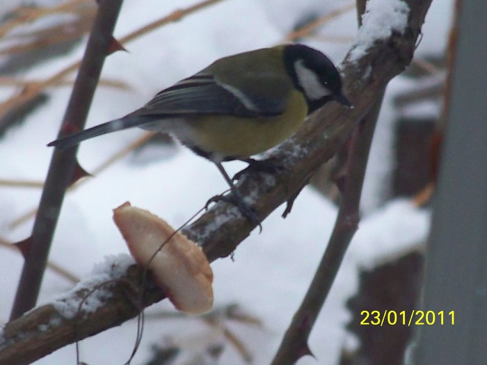 100_7816 - Iarna 2010  2011