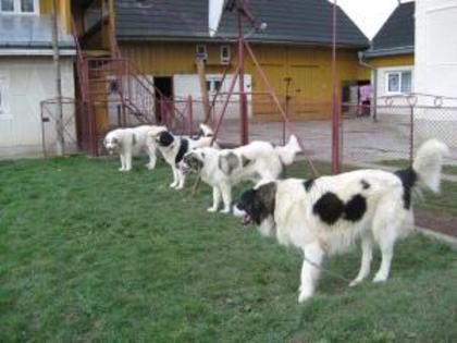 bucovina - poze caini ciobanesc romanesc de bucovina