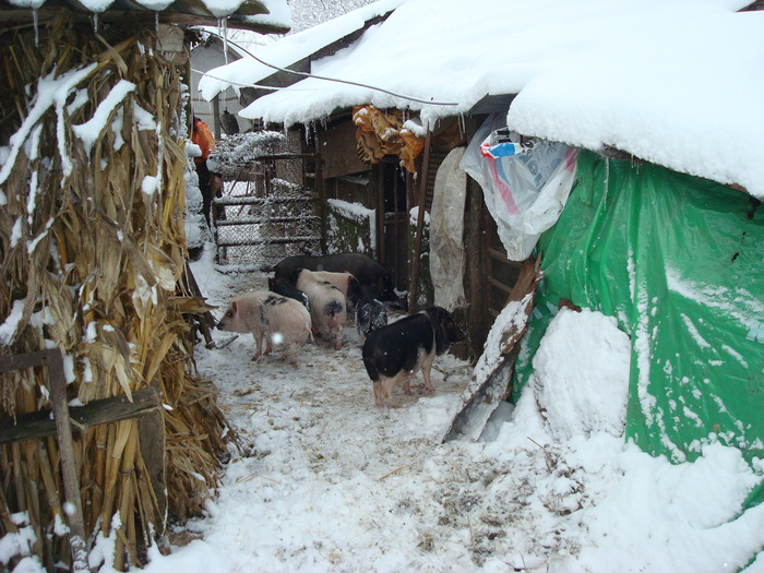 DSC06654 - PORCI  VIETNAMEZI