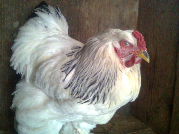 K?p1033 - Brahma Herminat deschis