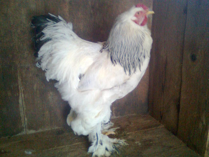 K?p1035 - Brahma Herminat deschis