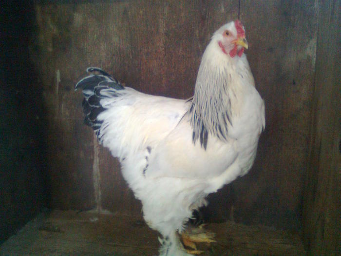 K?p1038 - Brahma Herminat deschis