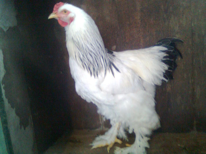 K?p1039 - Brahma Herminat deschis