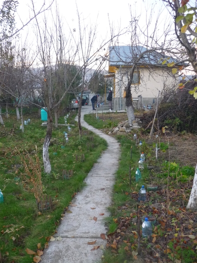 aleea trandafirilor atat de dragi sufletului meu,  spre care pornesc cu gandul seara de seara