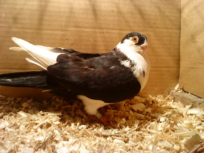 Dat in Cobadin la Osbai - D- Porumbei JUCATORI DE GALATI VANDUTI Album 1