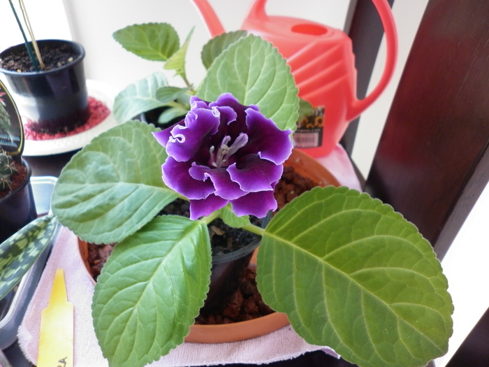 25.01.11 - Gloxinia