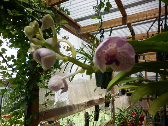 25.01.11 Vanda Rothschildiana - Vanda