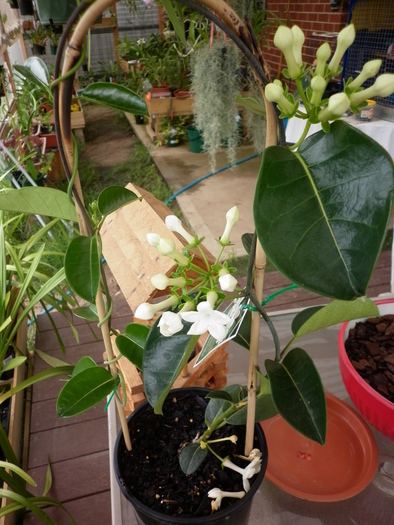 25.01.11 - Stephanotis floribunda