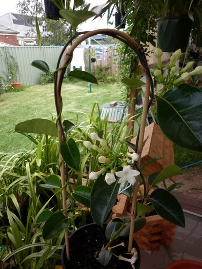 25.01.11 - Stephanotis floribunda