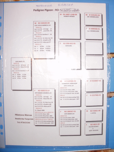 P1010463 - Pedigree-urile porumbeilor mei si parintilor acestora