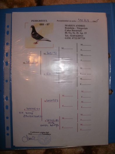 P1010467 - Pedigree-urile porumbeilor mei si parintilor acestora