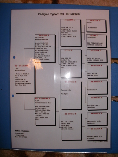 P1010476 - Pedigree-urile porumbeilor mei si parintilor acestora