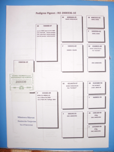 P1010477 - Pedigree-urile porumbeilor mei si parintilor acestora