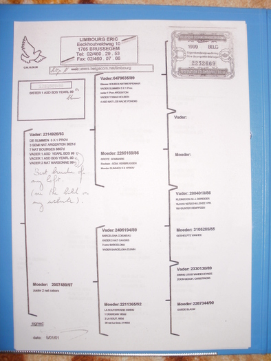 P1010478 - Pedigree-urile porumbeilor mei si parintilor acestora