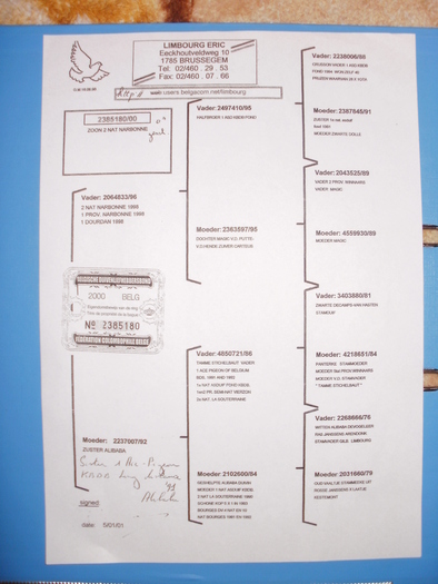 P1010480 - Pedigree-urile porumbeilor mei si parintilor acestora