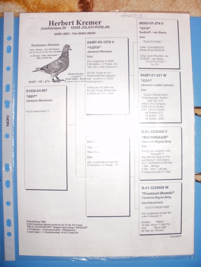 P1010485 - Pedigree-urile porumbeilor mei si parintilor acestora