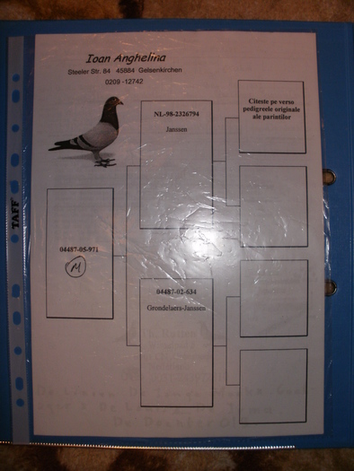 P1010490 - Pedigree-urile porumbeilor mei si parintilor acestora