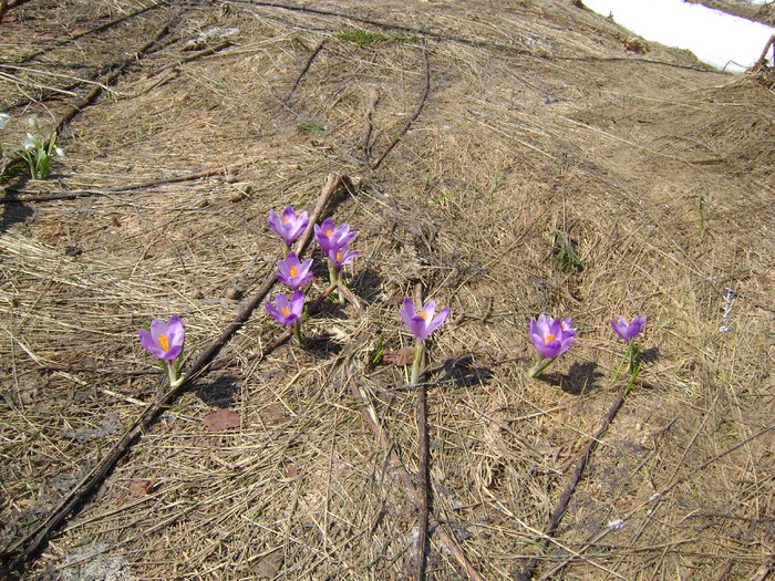 DSC02404 - SUSAI-APRILIE 2009