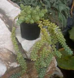 sedum buritto