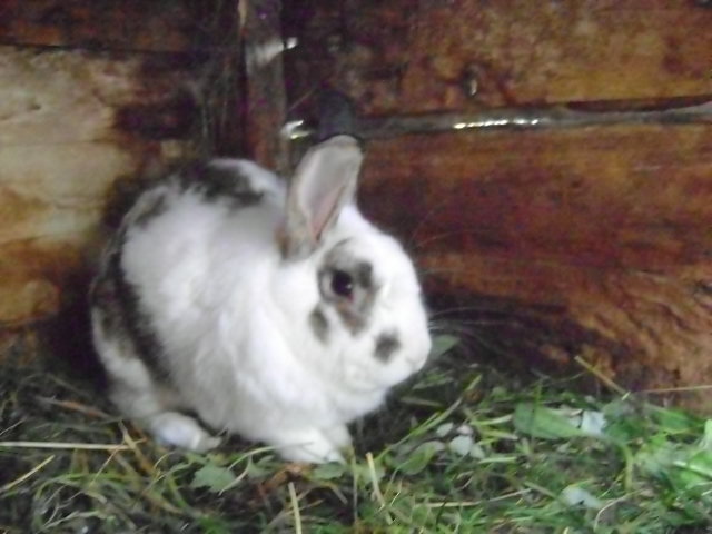 MASCULUL - VALEA DOFTANEI