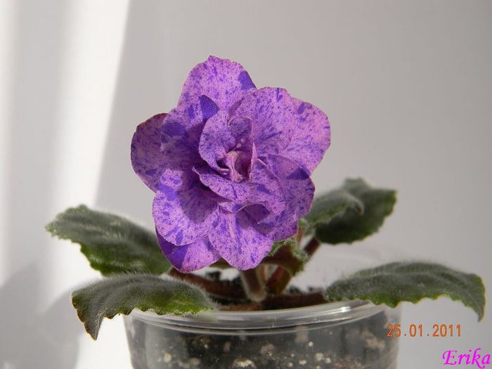 Lavender Love 2011 ian 25 - Violete de colectie 2010-2011