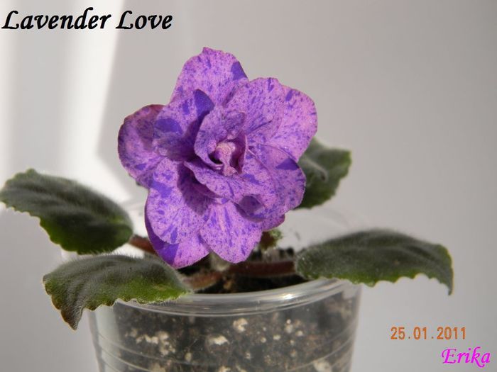 Lavender Love 2011 ian 25 - Violete de colectie 2010-2011