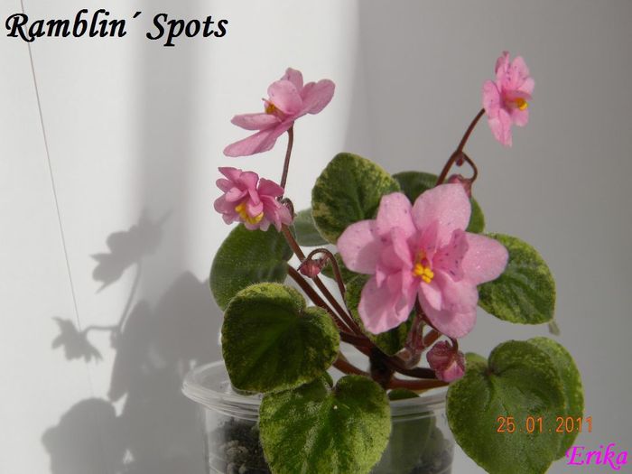 Ramblin? Spots 1 2011 ian 25