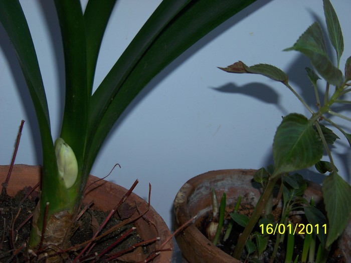 100_7448 - Clivia 2011