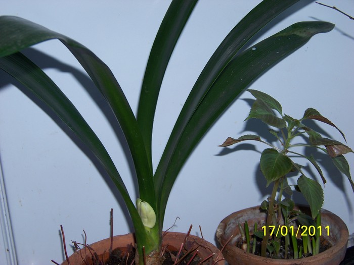 100_7540 - Clivia 2011