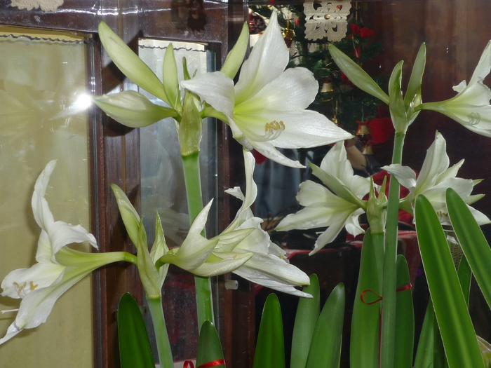 Lemon Lime de la care ma asteptam totusi sa fie galben intens, dar oricum mi-e drag (25 ian. 2011) - Amaryllis