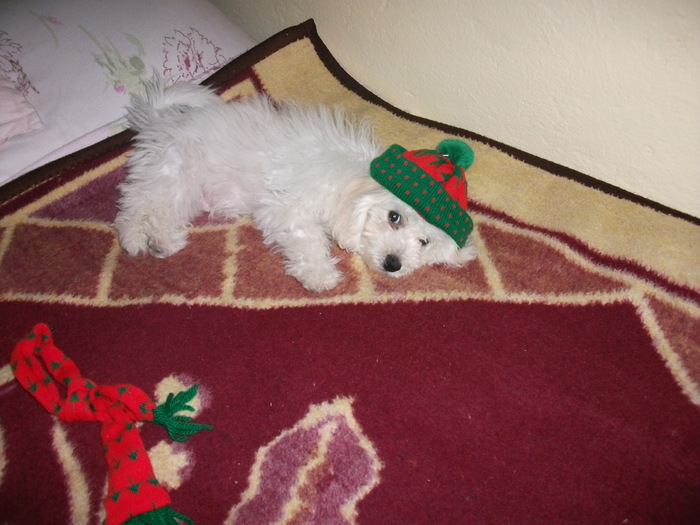 HAPY; CU CACIULILI PE FRUNTE
