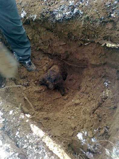 Aga-As Von Hertelend - Aga-As Von Hertelend