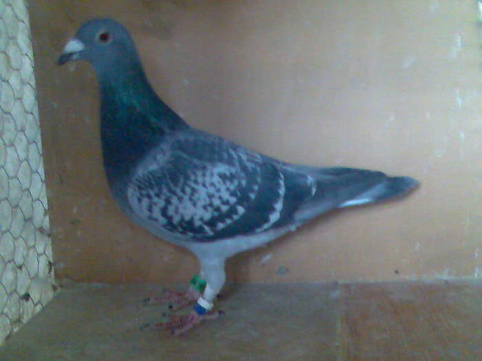 404.10 - Poze Porumbei