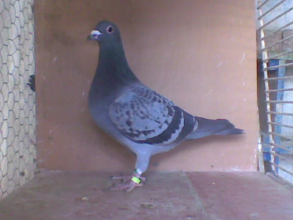 ,,439".10.F-NEPOATA ,,098".07.M