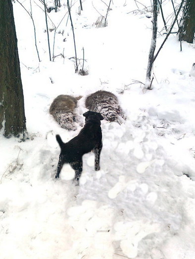 Aga-As Von Hertelend - Aga-As Von Hertelend